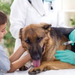 Guía de primeros auxilios para perros y gatos