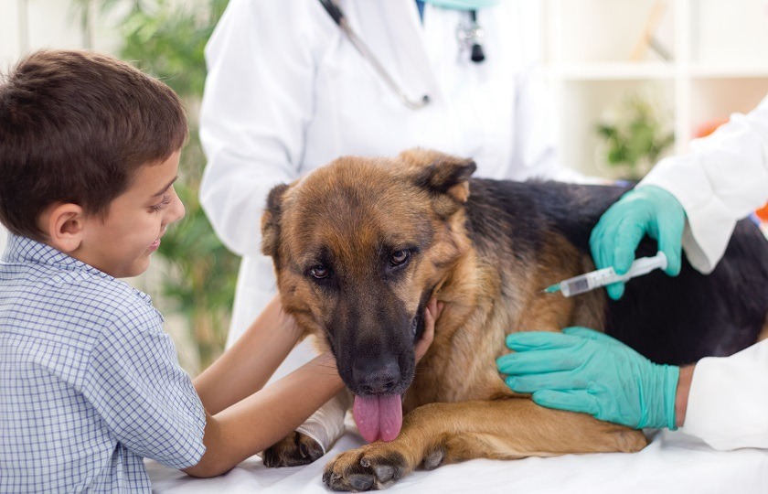 Guía de primeros auxilios para perros y gatos