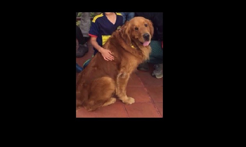 En el Día del Perro, Gustavo Petro recuerda a “Rayo”, su mascota desaparecida hace 3 años