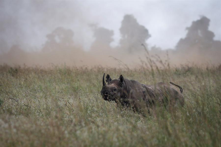 Baja la caza furtiva de rinocerontes en Sudáfrica