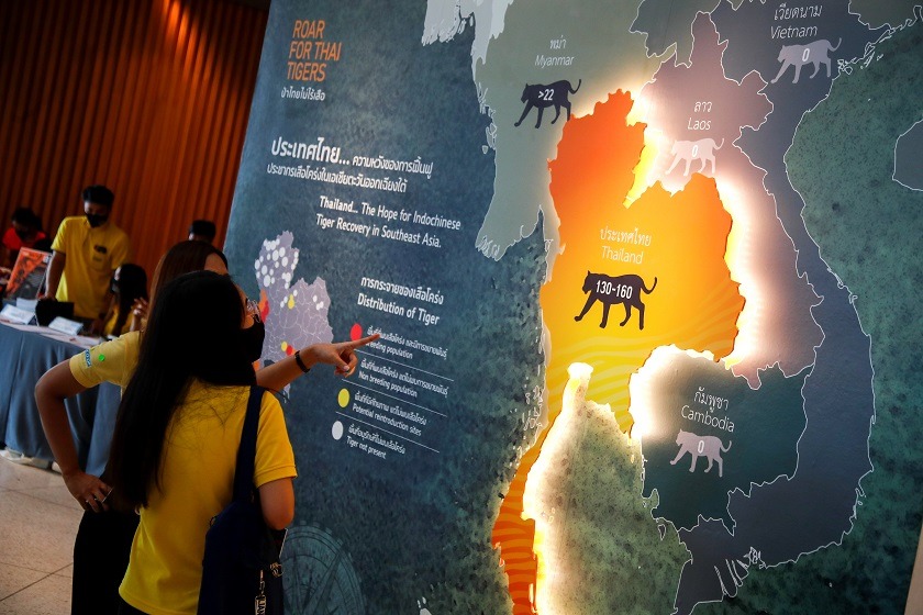 Tailandia duplica la población de tigres salvajes, especie en peligro