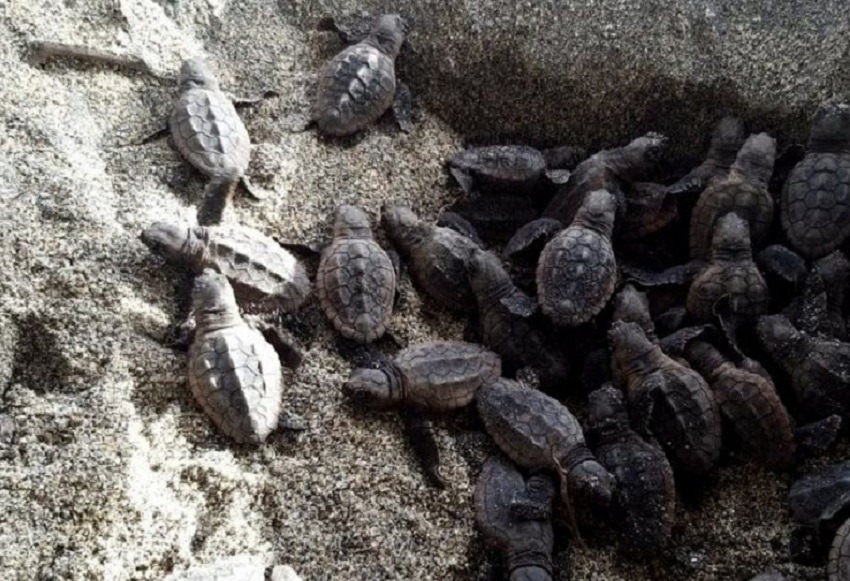 Nacen 105 tortugas bobas en el parque Tayrona, en el Caribe colombiano