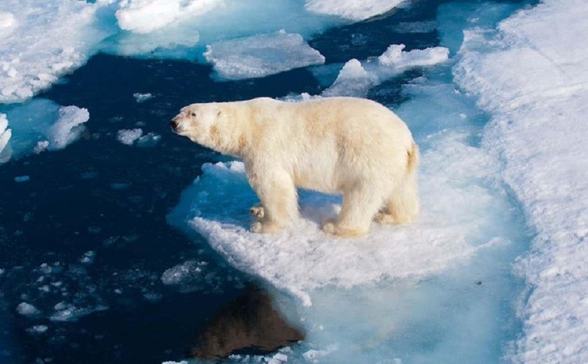 Para 2100 los osos polares no existirían de seguir como va el calentamiento global