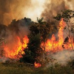Amazonia brasileña