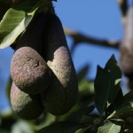 El aguacate