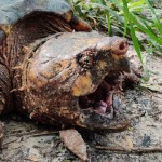 Florida tortugas