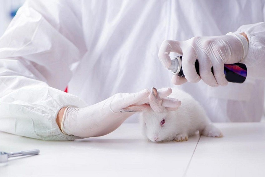 Colombia prohíbe las pruebas de productos cosméticos en animales