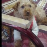 Condena para hombre que agredió a 'Canela', la French Poodle de su propia familia