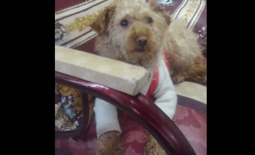 Condena para hombre que agredió a 'Canela', la French Poodle de su propia familia