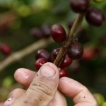 Colombia recogerá una cosecha cafetera de al menos 7,5 millones de sacos
