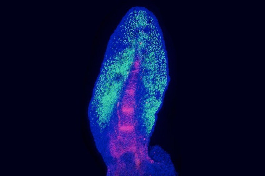 La genética da pistas de la evolución de las aletas a extremidades con dedos