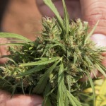 marihuana