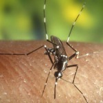 Los mosquitos no transmiten el coronavirus, aclara Minsalud de Colombia