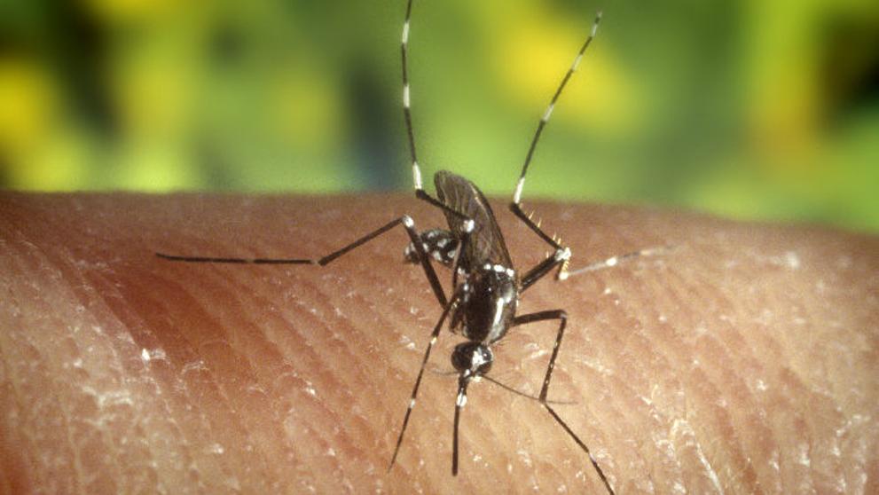 Los mosquitos no transmiten el coronavirus, aclara Minsalud de Colombia
