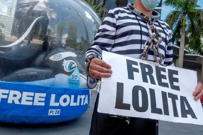 La orca Lolita, medio siglo encerrada en Miami