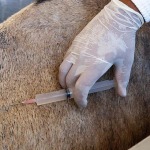 Brasil patenta un suero equino para el tratamiento del nuevo coronavirus
