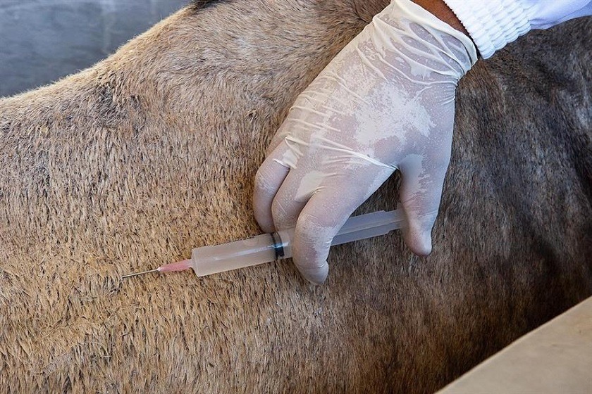 Brasil patenta un suero equino para el tratamiento del nuevo coronavirus