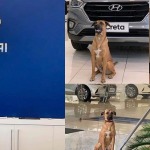 Tucson, el nuevo 'empleado' de Hyundai en Brasil que se ganó su adopción día a día