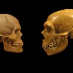 neandertales