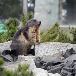 Marmotas