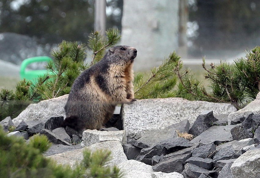 Marmotas