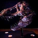 Tiranosaurio Rex