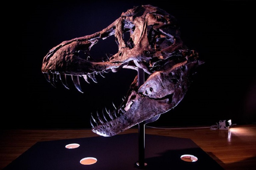 ¿Quieres poner un Tiranosaurio Rex en tu vida?