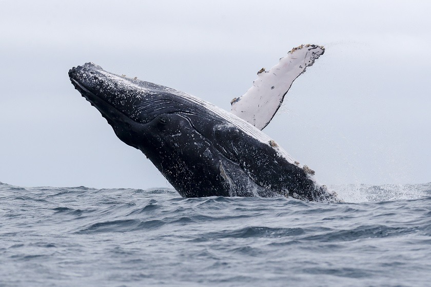 Colocan sensores para captar las "canciones de amor" de las ballenas