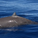 Una ballena de Cuvier rompe récords con una inmersión de casi cuatro horas