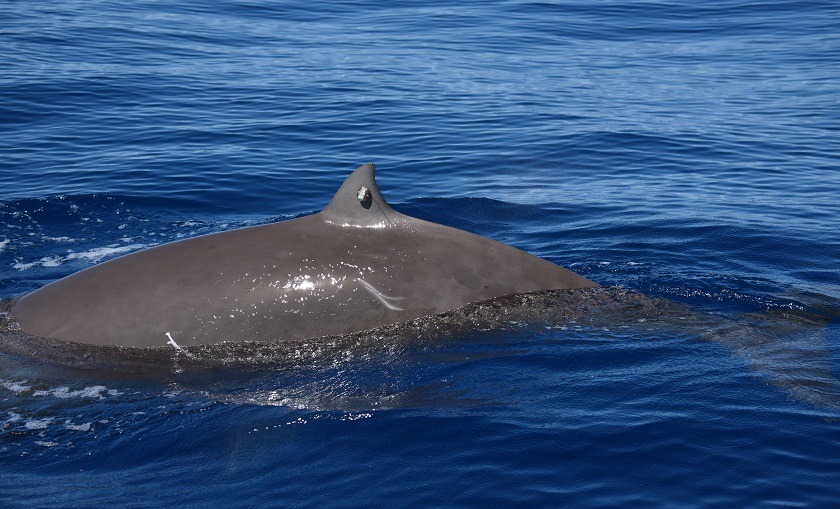 Una ballena de Cuvier rompe récords con una inmersión de casi cuatro horas