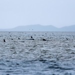 Australia lleva mar adentro los cadáveres de ballenas varadas en la isla de Tasmania