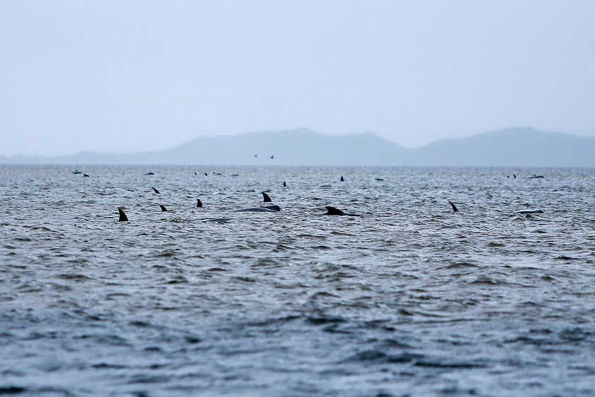 Australia lleva mar adentro los cadáveres de ballenas varadas en la isla de Tasmania