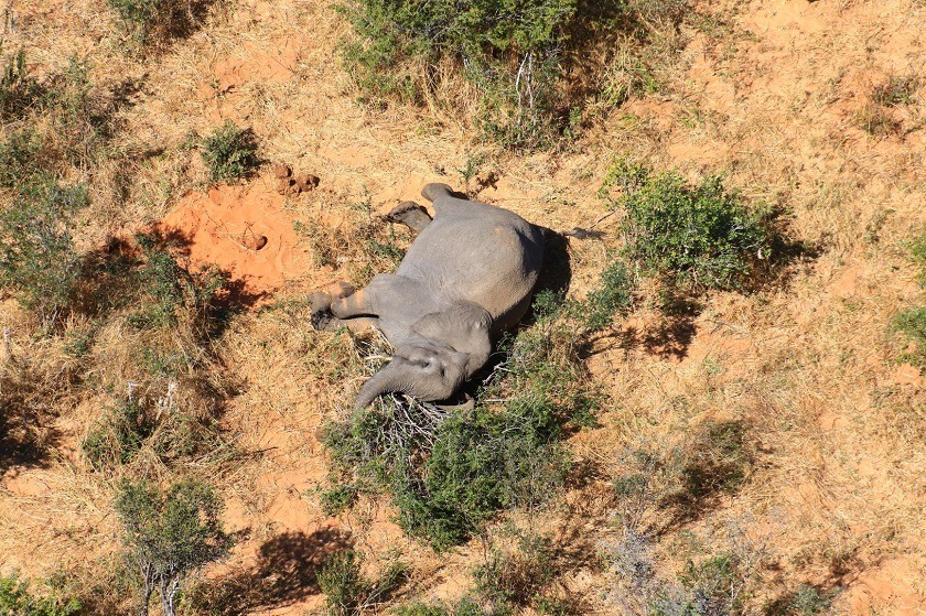 Más de trescientos elefantes murieron en Botsuana durante la pandemia, ya se sabe porqué