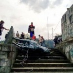 Los Misak derribaron la estatua de Sebastián de Belalcázar en Popayán