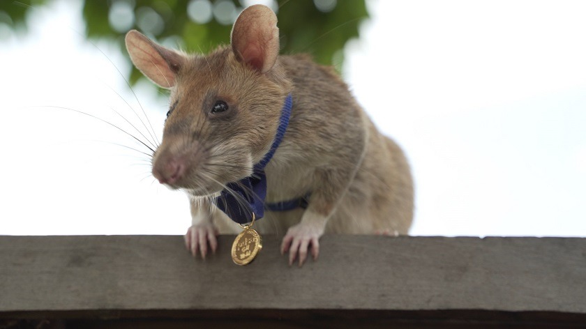 Condecoran a rata detectora de minas antipersona por su “valentía” y “devoción”.