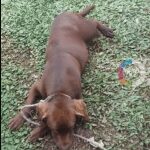 Abren investigación en caso de 'Max', cachorro que fue “macheteado” en San Agustín