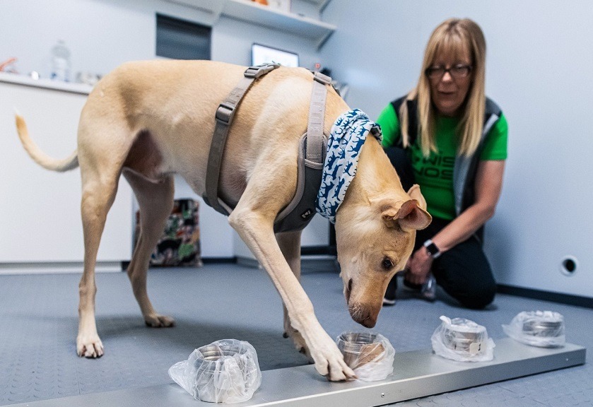 Finlandia usa perros para detectar la COVID-19 en aeropuerto