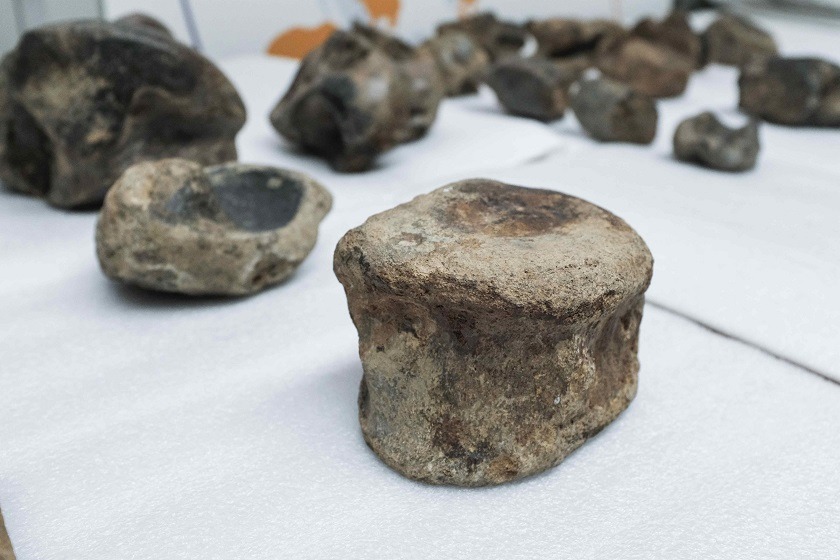 Perezoso gigante encontrado en Costa Rica sorprende a la ciencia