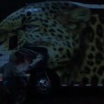 A pie buscaron transporte los jugadores del Bucaramanga por el cierre en la vía con Barrancabermeja