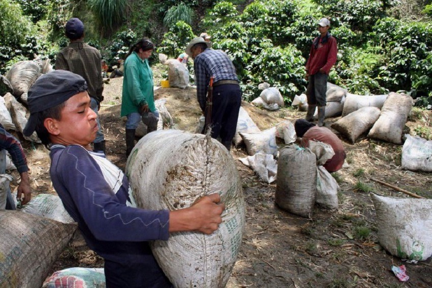 La producción de café de Colombia cae un 9 % en septiembre