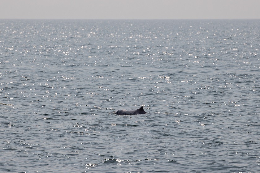 Los delfines rosados vuelven a Hong Kong por las restricciones de la pandemia