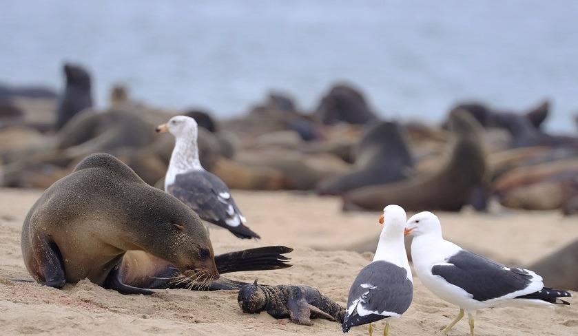 Alarma por la misteriosa muerte de miles de lobos marinos en las playas de Namibia