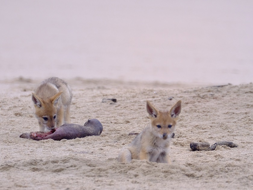  Alarma por la misteriosa muerte de miles de lobos marinos en las playas de Namibia