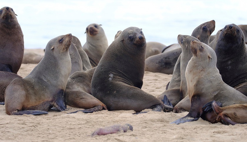 Alarma por la misteriosa muerte de miles de lobos marinos en las playas de Namibia
