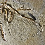 La primera pluma fósil de la historia perteneció a un Archaeopteryx