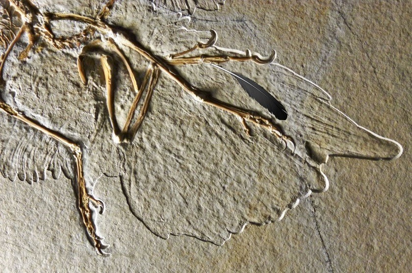 La primera pluma fósil de la historia perteneció a un Archaeopteryx
