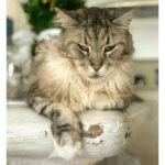 Así late el corazón de Romeo, el primer gato con marcapasos en Colombia