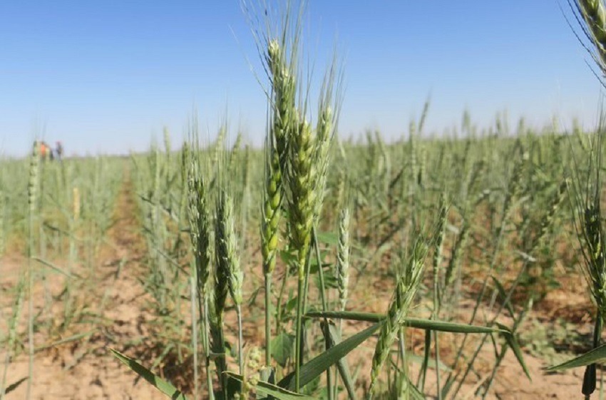 Argentina aprueba un pionero trigo transgénico resistente a la sequía