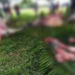 Rayo mortal en Buenos Aires la Manta dejó ocho reses muertas de un solo tajo