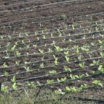 Agricultura marroquí sandías que consumen más agua por unidad que una persona